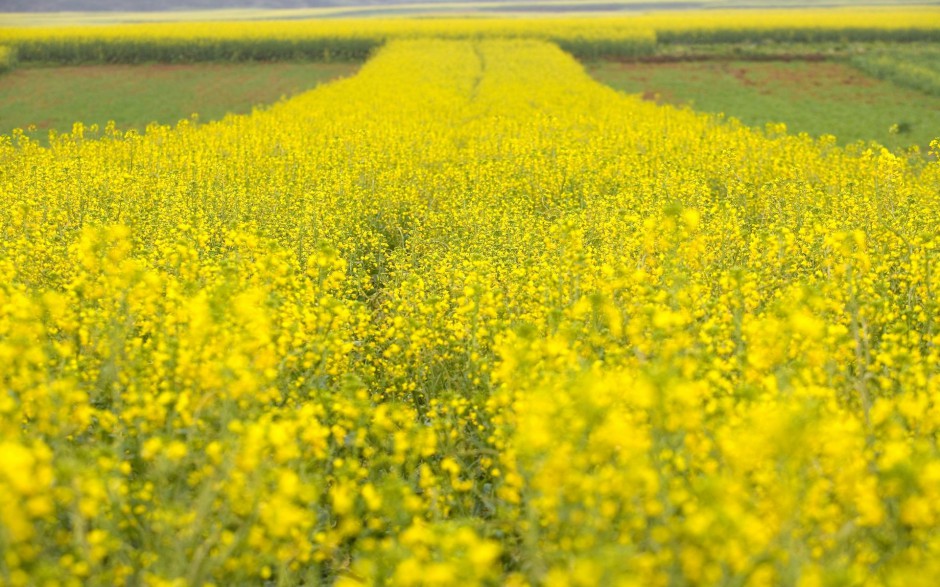 金黄金黄油菜花高清桌面壁纸