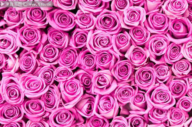 紫玫瑰花图片唯美背景素材推荐