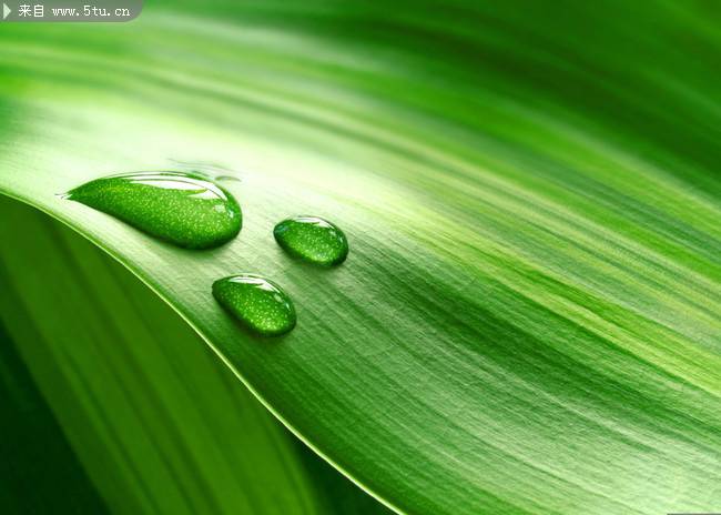 绿叶上的晶莹水滴高清图片