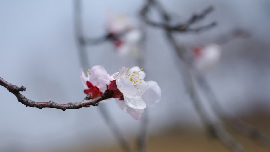 素雅杏花粉色挂满枝头唯美风景壁纸