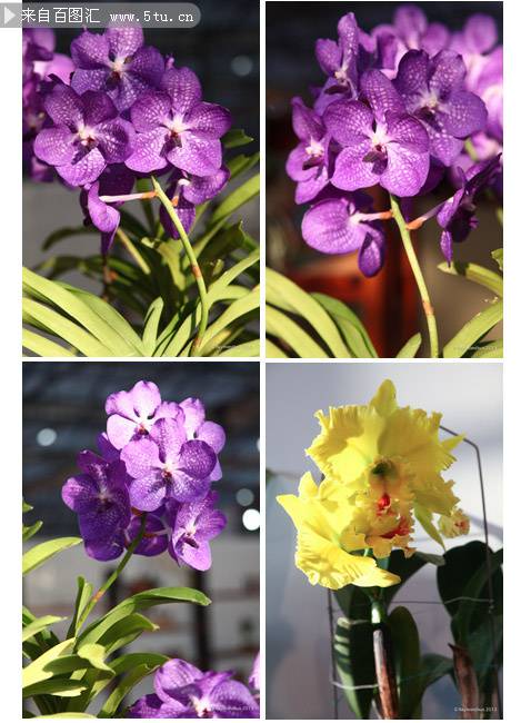 紫色的蝴蝶兰高清图片