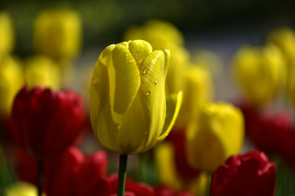 多彩郁金香高清花卉壁纸