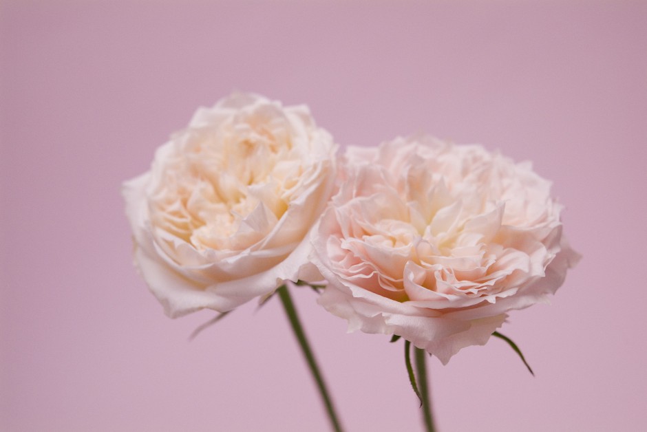 清新粉色玫瑰浪漫自然风景写真