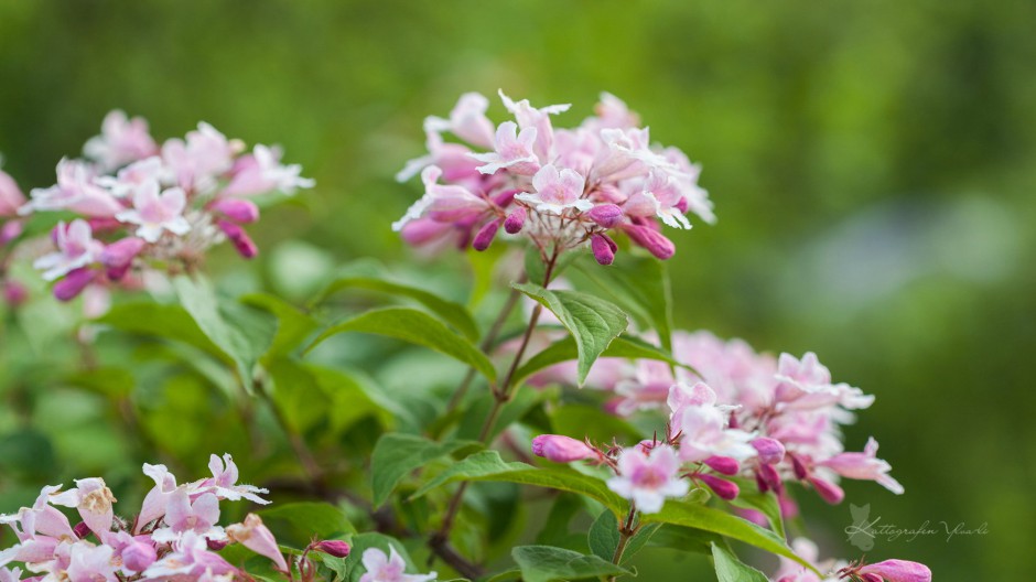 梦幻四季花海清新唯美风景壁纸