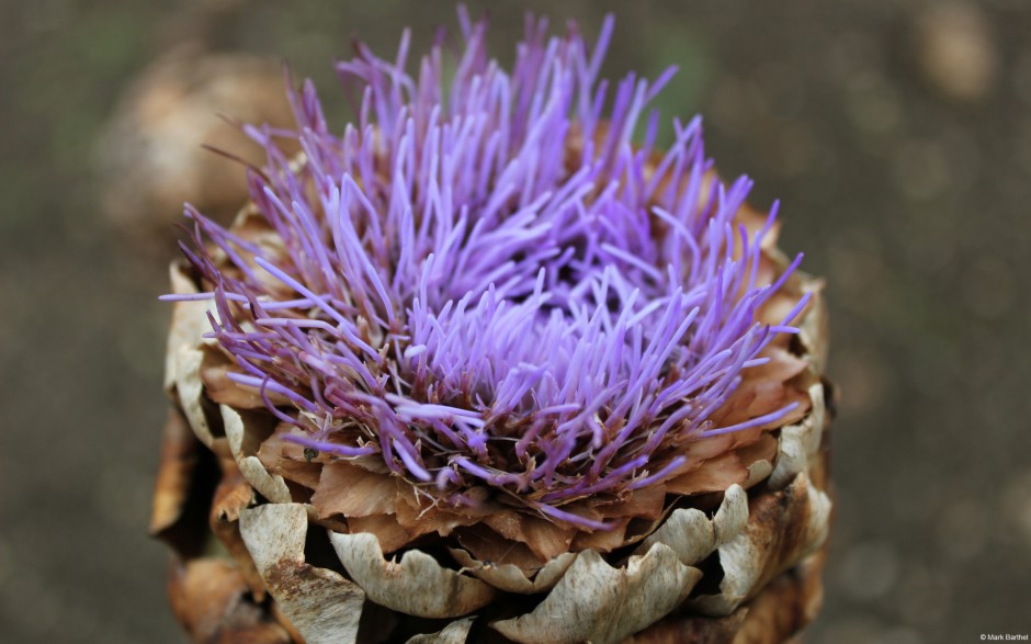 大自然唯美花卉娇艳绽放美景