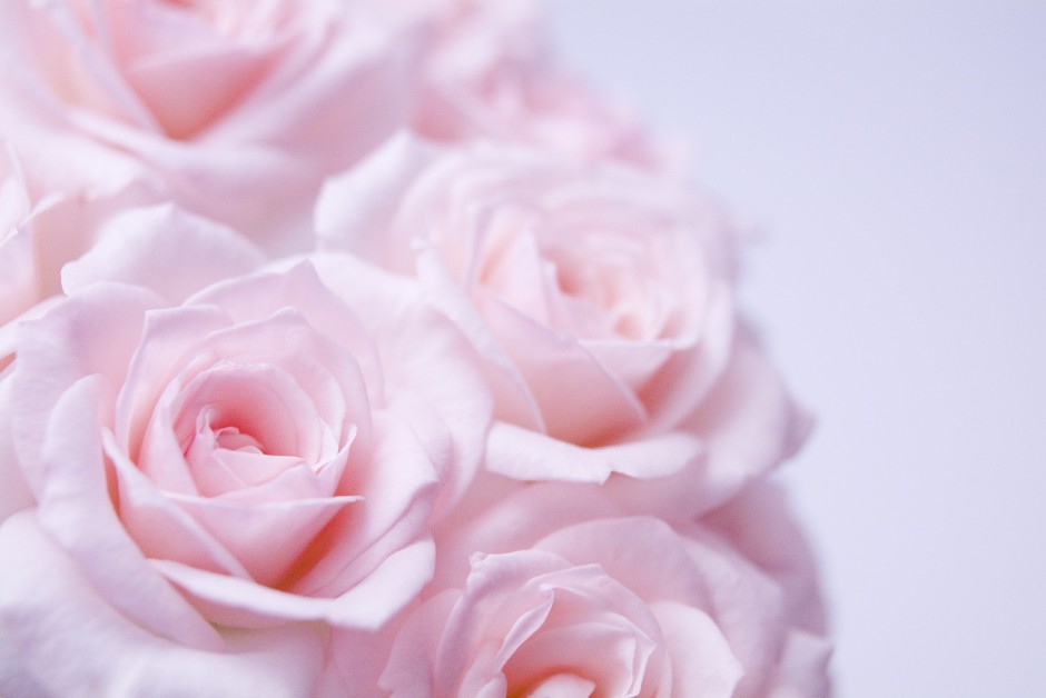 清新粉色玫瑰浪漫自然风景写真