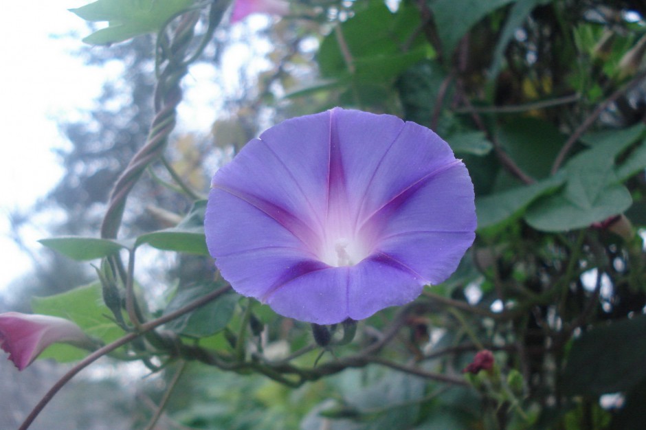 紫色牵牛花浪漫春日风景壁纸