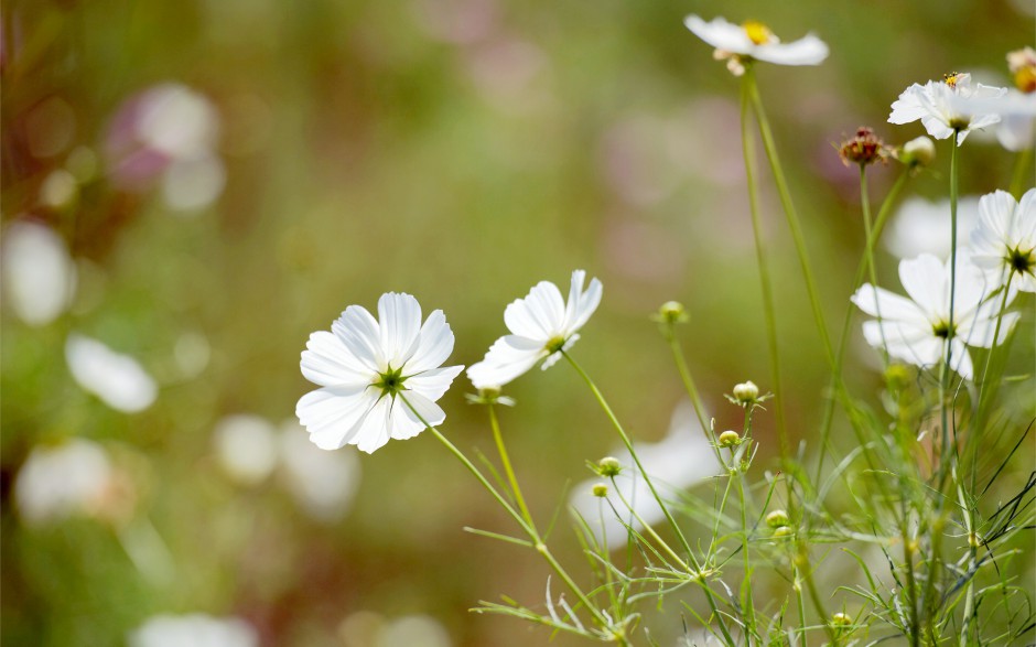 小清新浪漫花卉精美梦幻高清壁纸