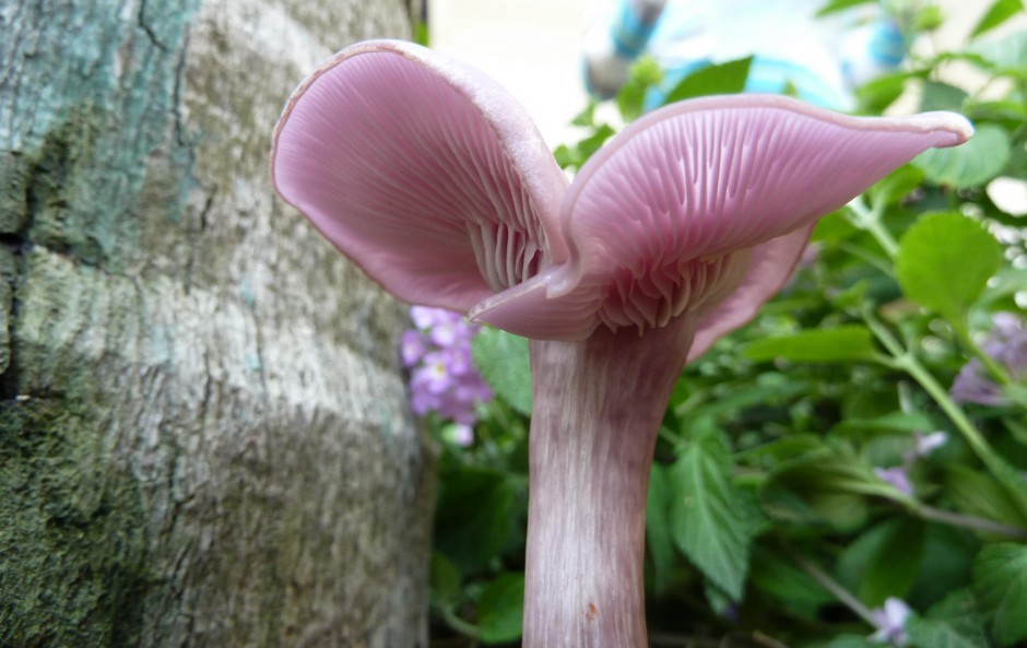 丛林野生菌类蘑菇高清特写壁纸