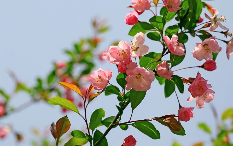 自然美丽海棠花风景桌面壁纸