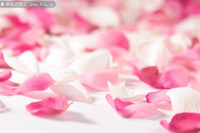 粉玫瑰花唯美清新风格图片素材