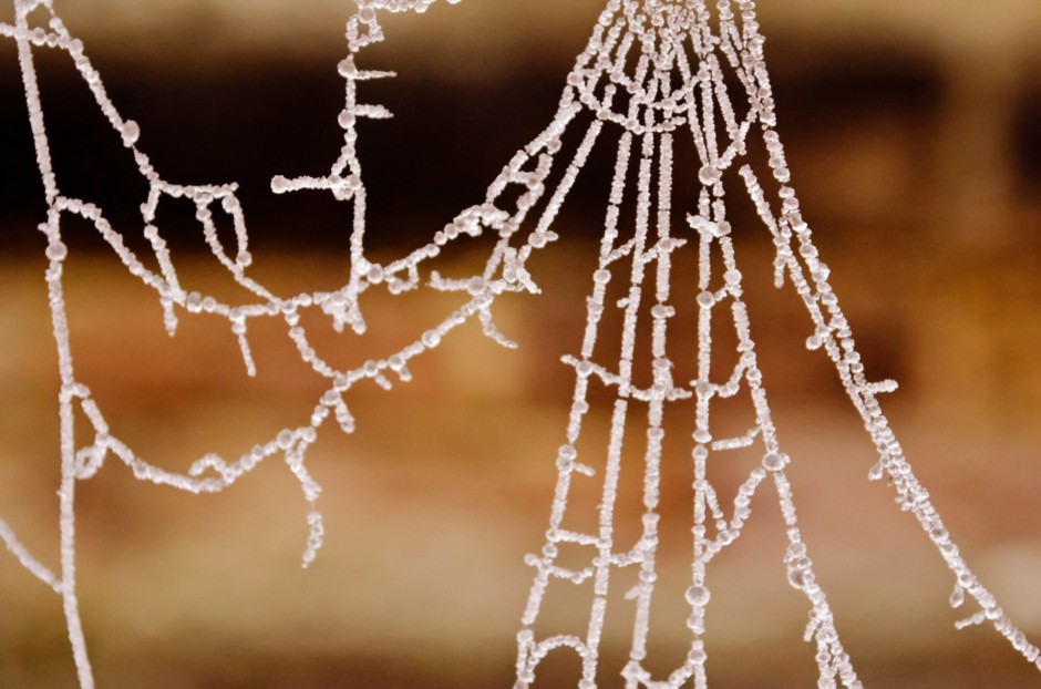 高清晶莹冰冻的蜘蛛网图片