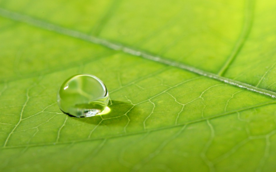 绿叶娇嫩欲滴水珠自然风景浪漫风格壁纸