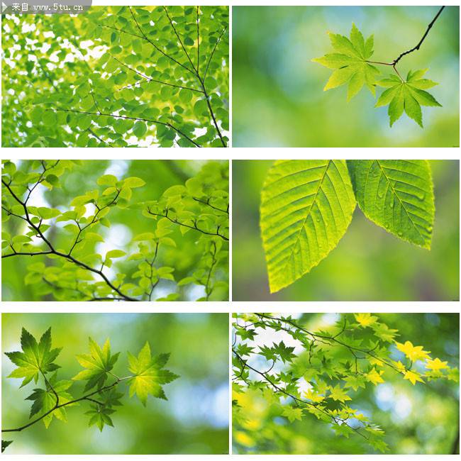 春天美景的绿色树叶图片
