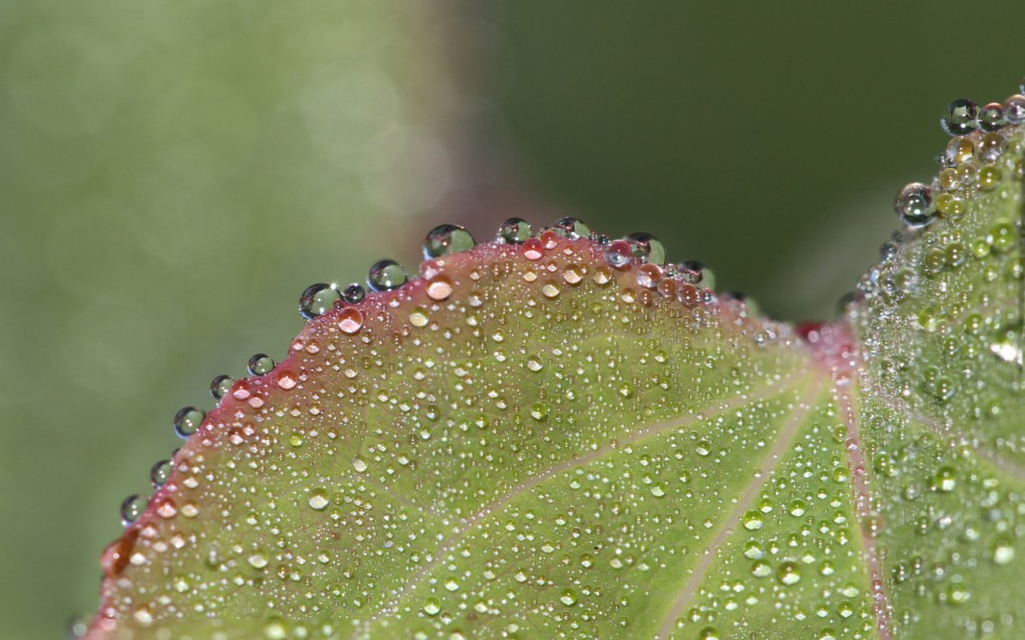 植物浪漫唯美清新风景高清图片壁纸