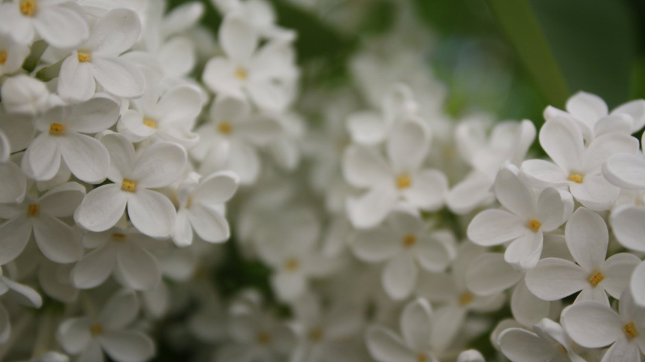 丁香花唯美小清新高清壁纸欣赏