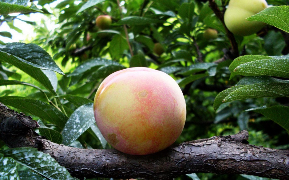 新鲜红嫩李子水果高清大图壁纸