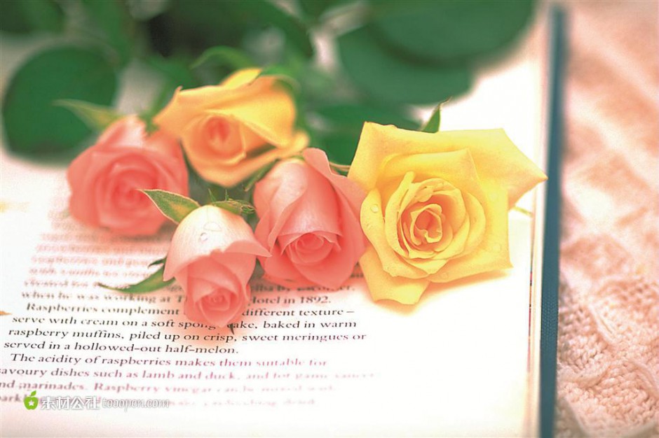 浪漫情人节玫瑰花和书本图片
