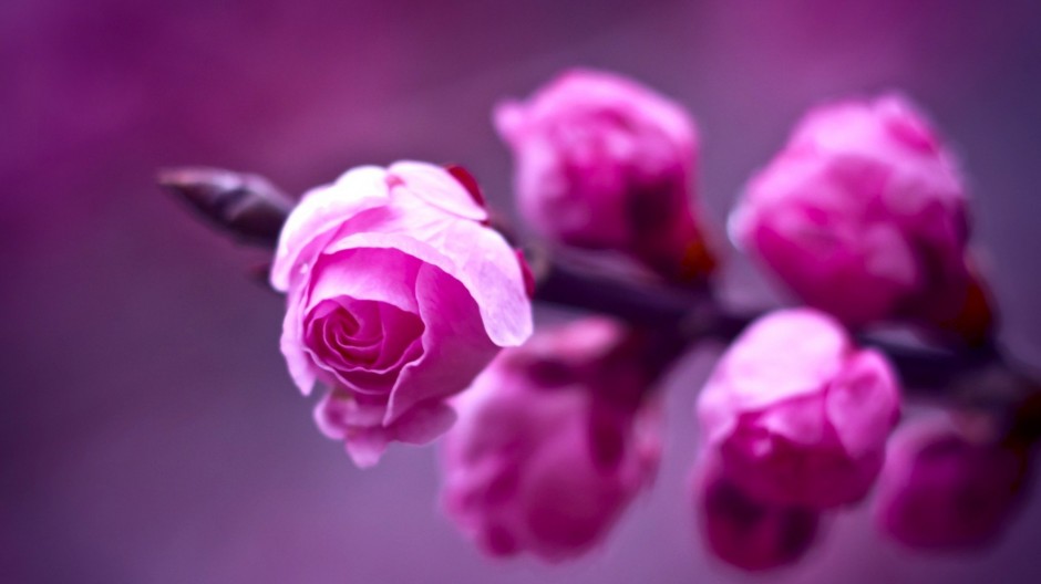 漂亮的日本樱花背景图片素材