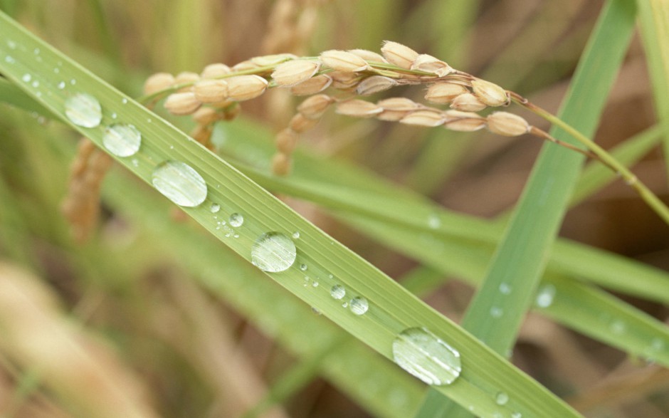 田园清新唯美稻田风景壁纸