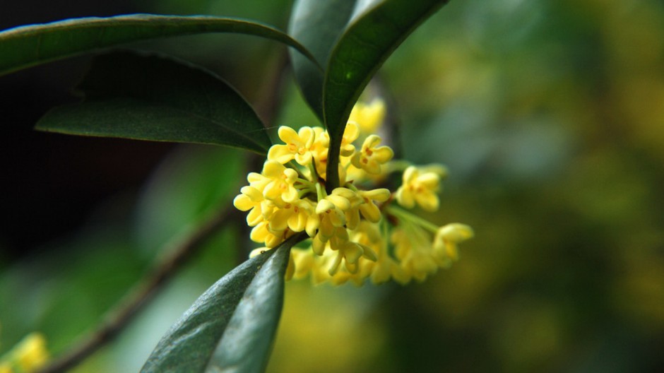 八月桂花飘香四溢唯美植物壁纸