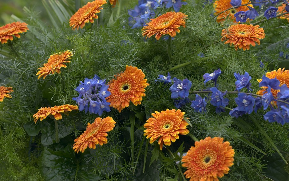 百花争艳鲜花特写高清精选壁纸