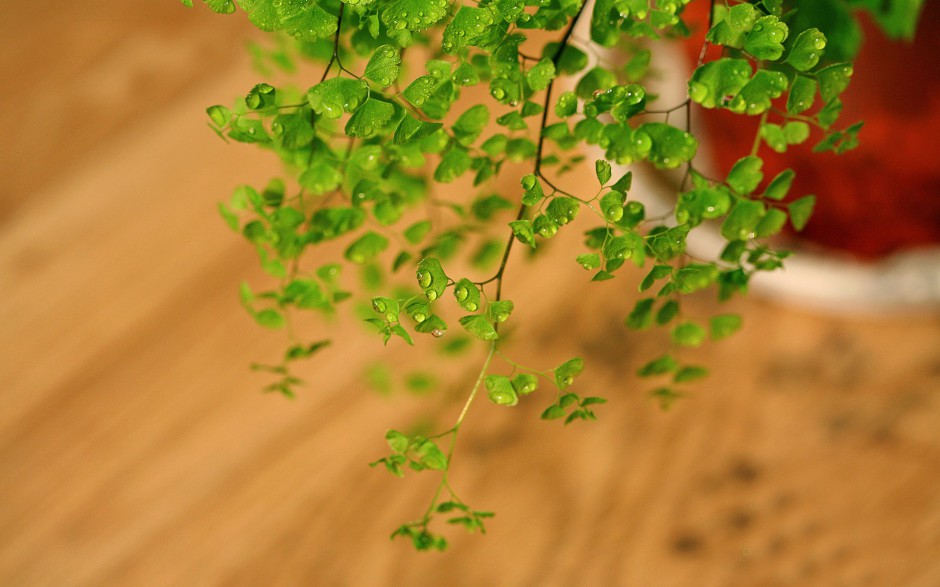 清新绿色植物清脆欲滴风景壁纸