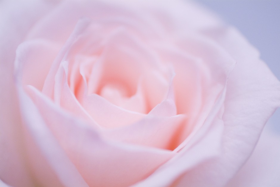 清新粉色玫瑰浪漫自然风景写真