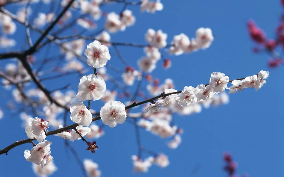 冬日浪漫傲骨梅花清新风格高清壁纸