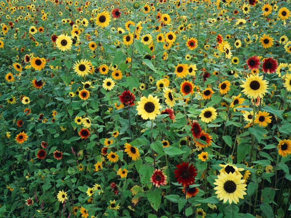 浪漫唯美向日葵花海清新风景美图集