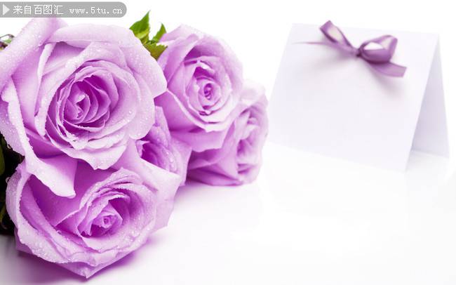唯美紫色玫瑰背景素材欣赏