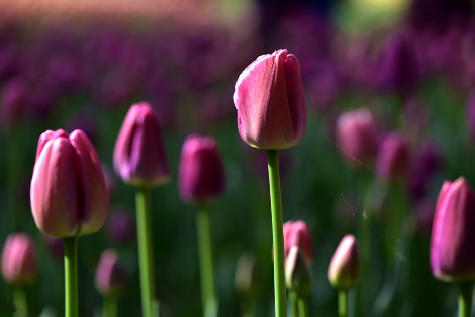 多彩郁金香高清花卉壁纸