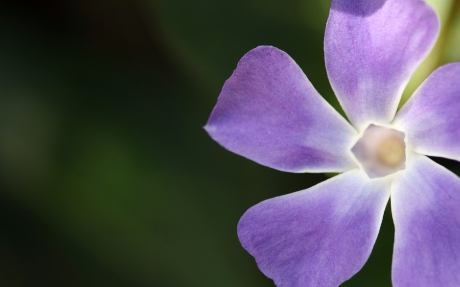 粉嫩长春花浪漫风格高清壁纸