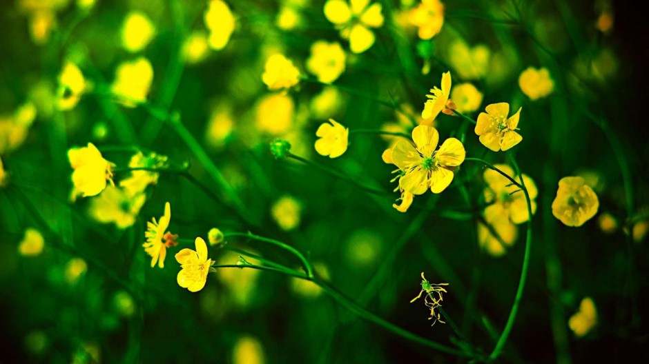 油菜花非主流桌面壁纸图片