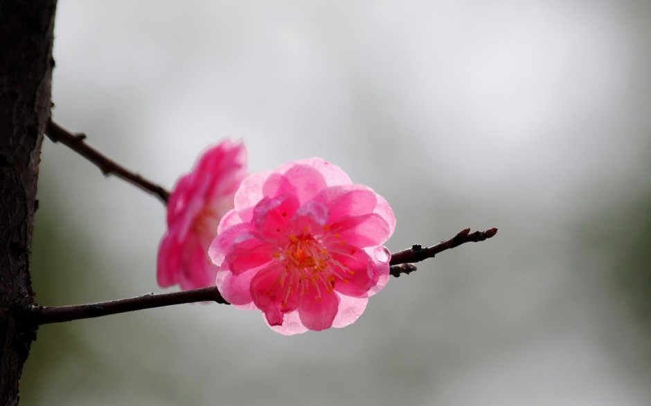 冬日浪漫傲骨梅花清新风格高清壁纸