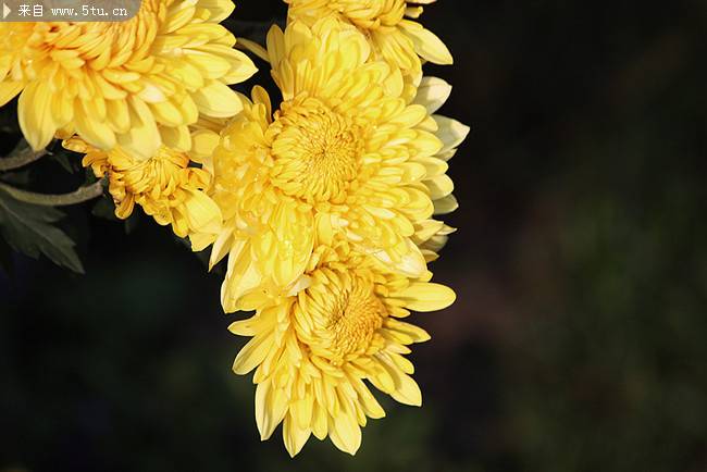 菊花唯美植物图片素材