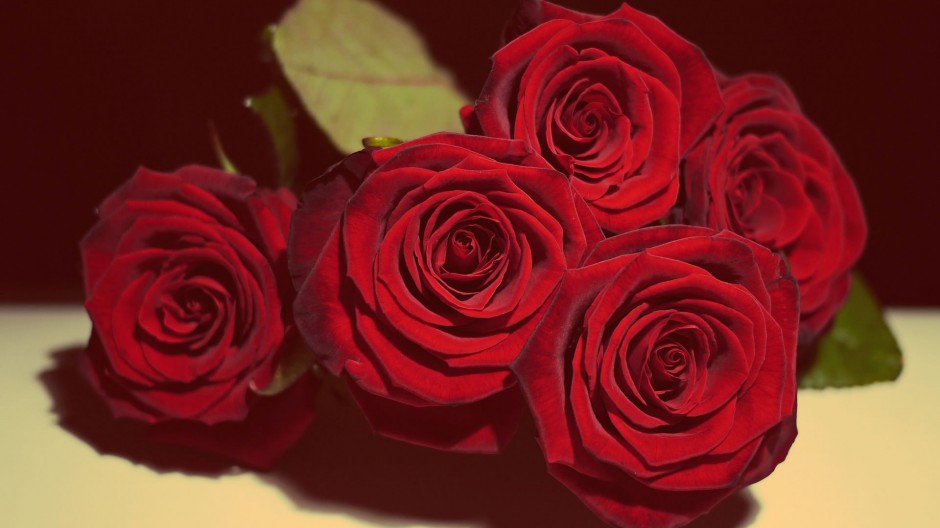 娇艳玫瑰花浪漫你的桌面