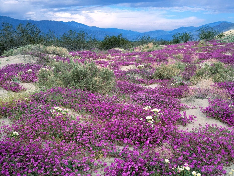 山野烂漫花海梦幻唯美清新风景壁纸