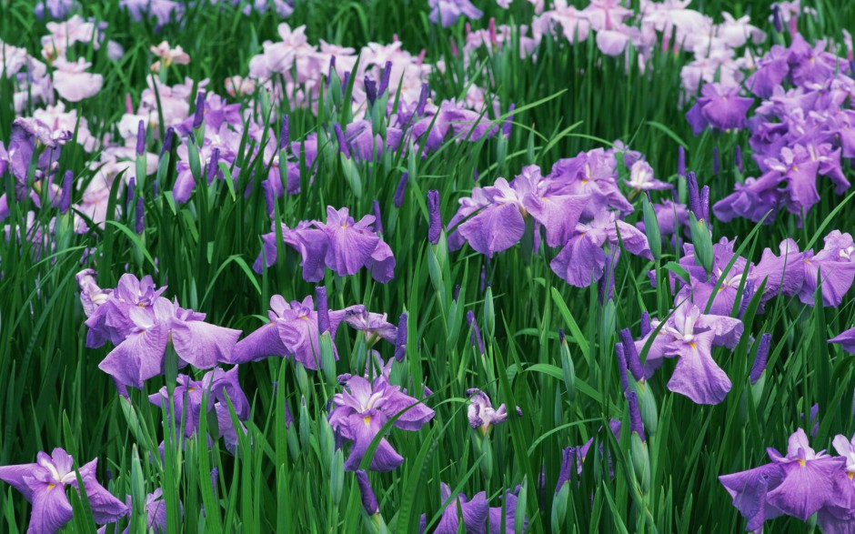 紫色花海精美浪漫春日风景壁纸
