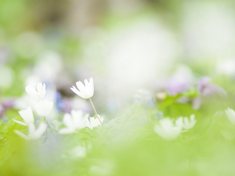 高清朦胧梦幻花卉梦桌面壁纸