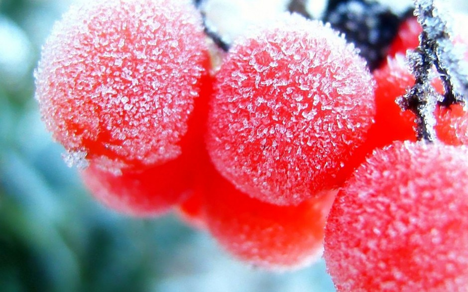 温暖冬日雪地霜果子甜美俏挂枝头