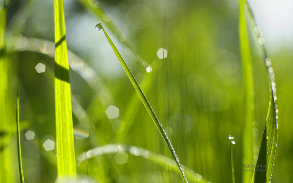 清新雨滴梦幻田野绿色风景高清壁纸