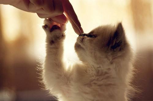 最萌小猫咪图片可爱动物素材分享