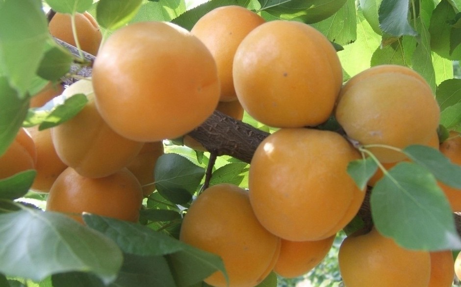 甜蜜黄杏唯美特拍高清图片