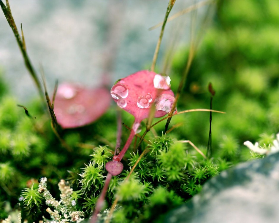 素雅清新雨后树叶雨滴唯美背景素材