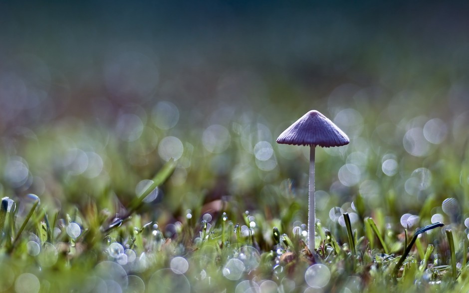 雨后唯美森林小蘑菇梦幻美景图片