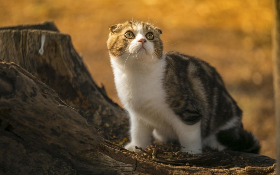 苏格兰折耳猫可爱的图片精选