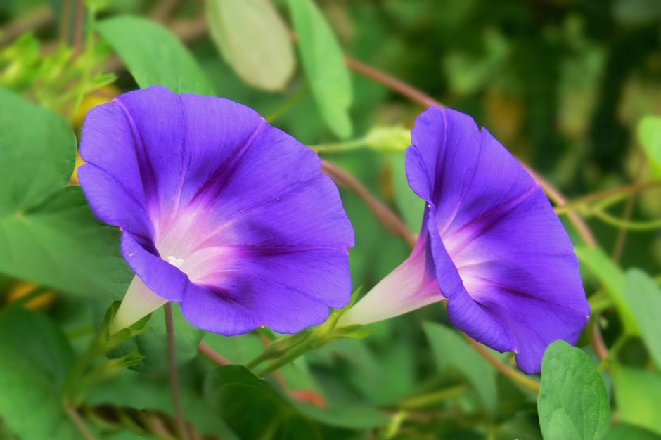 紫色牵牛花浪漫春日风景壁纸