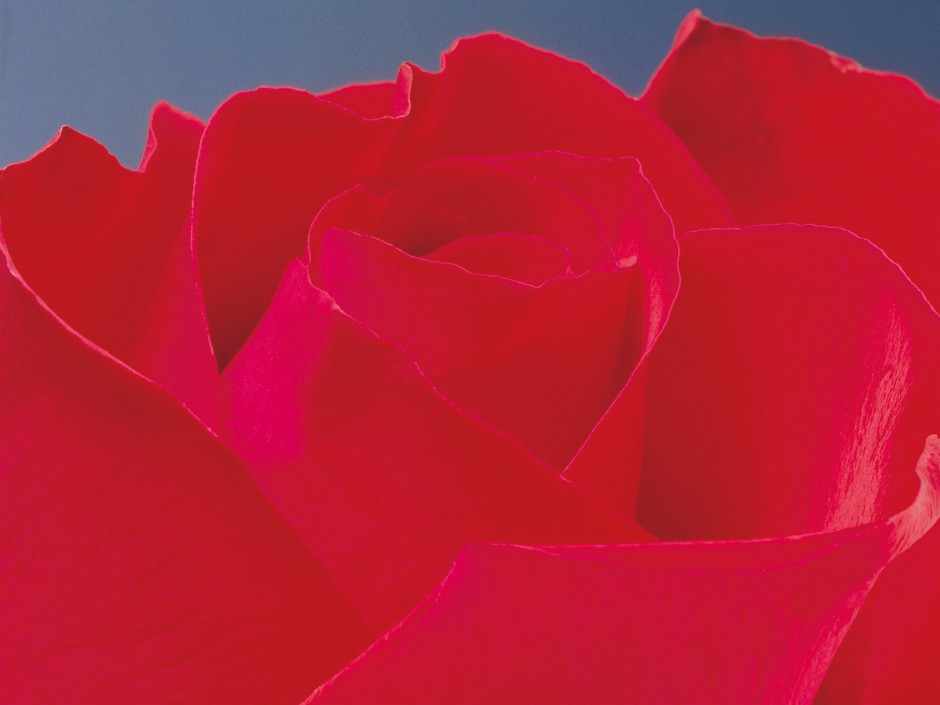 唯美玫瑰花浪漫粉色风景高清壁纸