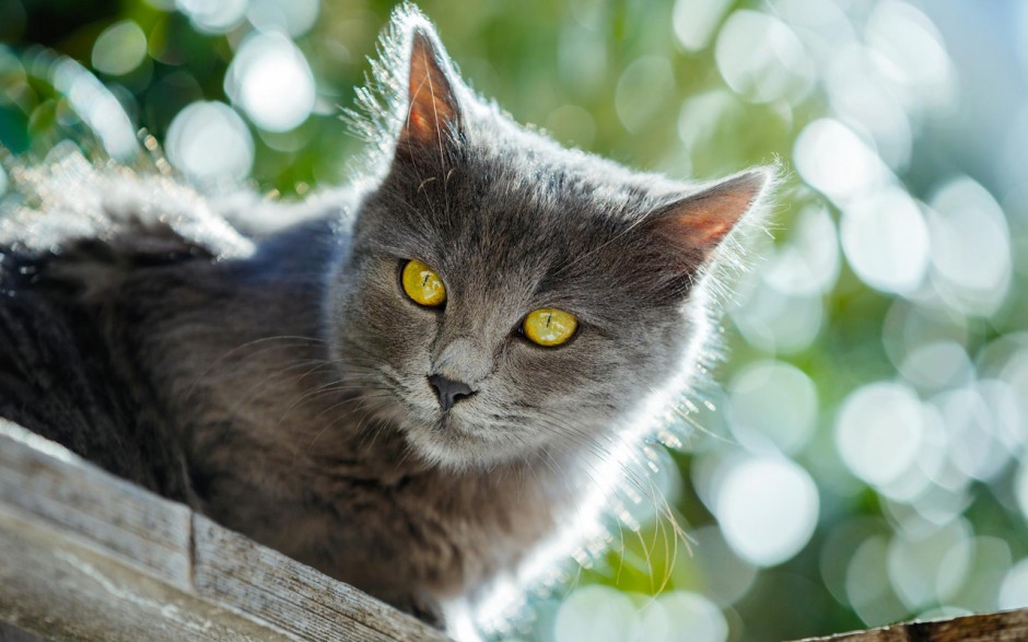 猫猫可爱桌面壁纸